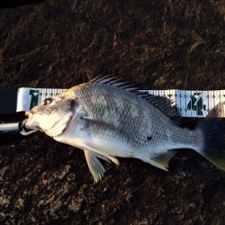 チニング！伝法大橋にて